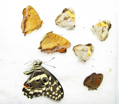 Lepidoptera sp.  South Africa Rep. - INSECTS-STORE.RU