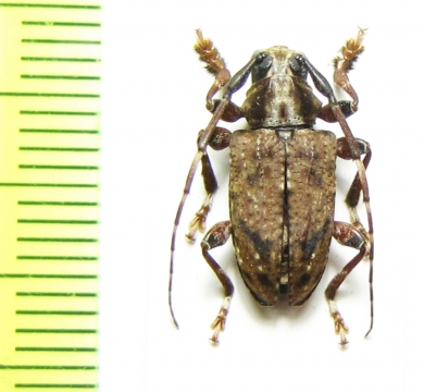 Symperasmus thoracica  Peru - INSECTS-STORE.RU