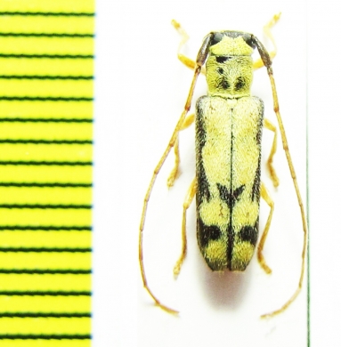 Menesia flavotecta  Russia, Far East - INSECTS-STORE.RU