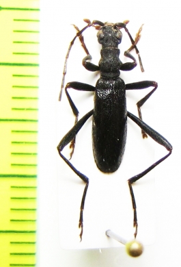 Cerambycidae sp.  China, Shaanxi prov. - INSECTS-STORE.RU