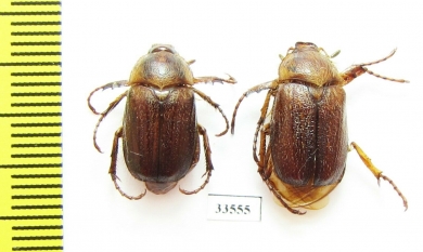 Amphimallon sp.  Greece - INSECTS-STORE.RU