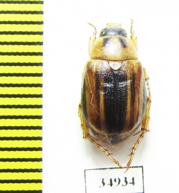 Anomala bilineata  Kazakhstan - INSECTS-STORE.RU