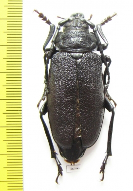 Prionus howdeni, female  Mexico 55mm - INSECTS-STORE.RU