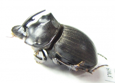 Copris sp.  South Africa Rep. - INSECTS-STORE.RU
