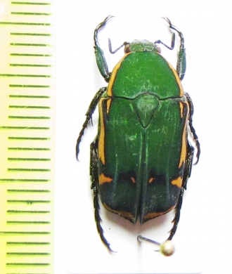 Pachnoda dargei  Cameroon - INSECTS-STORE.RU