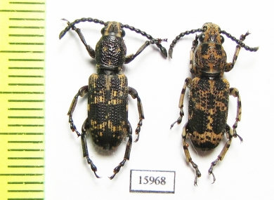 Anthribidae sp.  Indonesia, Kalimantan - INSECTS-STORE.RU