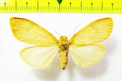 Erebidae sp.  Nepal - INSECTS-STORE.RU
