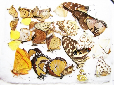 Lepidoptera sp.  South Africa Rep. - INSECTS-STORE.RU