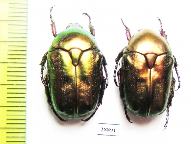 Protaetia cuprea bourgini  France - INSECTS-STORE.RU