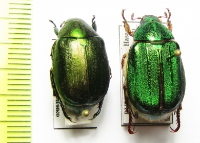 Anomala mongolica, Rhombonyx holosericea  Russia, Far East - INSECTS-STORE.RU