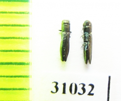 Cylindromorphus filum  Russia, Astrakhan reg. - INSECTS-STORE.RU