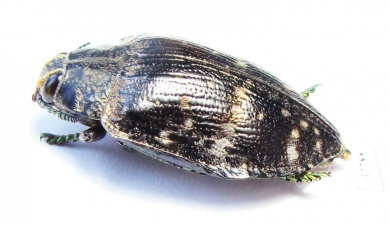 Polybothris sp.  Madagascar - INSECTS-STORE.RU