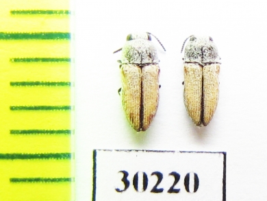 Acmaeoderoides stramineus  USA - INSECTS-STORE.RU