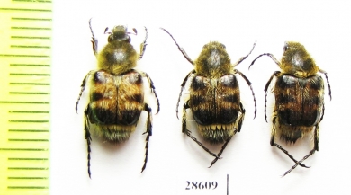 Lasiotrichius succinctus  Russia, Far East - INSECTS-STORE.RU