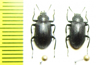 Tenebrionidae sp.  Malaysia, Borneo - INSECTS-STORE.RU