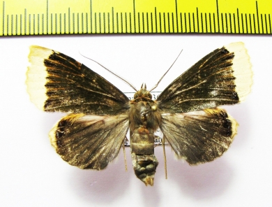 Noctuidae sp.  French Guiana - INSECTS-STORE.RU
