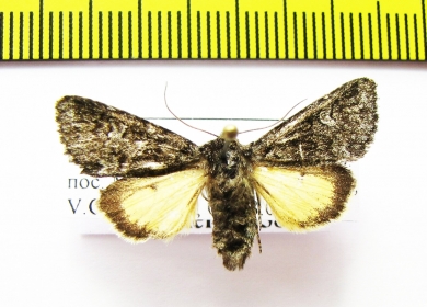 Lasionycta secedens  Russia, Altai reg. - INSECTS-STORE.RU