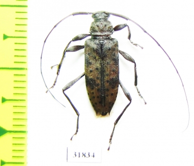 Cerambycidae sp.  Panama - INSECTS-STORE.RU