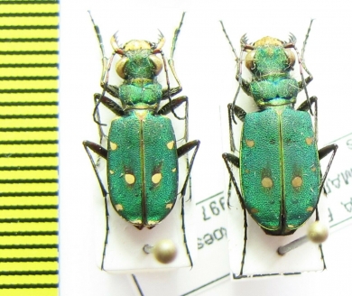 Cicindela maroccana pseudomaroccana, pair  Spain - INSECTS-STORE.RU