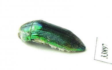 Buprestidae sp.  India, Rajasthan - INSECTS-STORE.RU