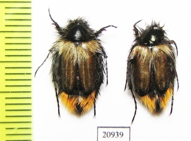 Eulasia chrysopyga  Armenia - INSECTS-STORE.RU