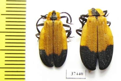 Lycidae sp.  South Africa Rep. - INSECTS-STORE.RU
