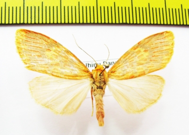 Erebidae sp.  Nepal - INSECTS-STORE.RU