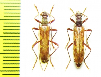 Leptorhabdium caucasicum, pair  Russia, Krasnodar reg. - INSECTS-STORE.RU