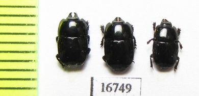 Platysoma sp.  Indonesia, Sumatra - INSECTS-STORE.RU
