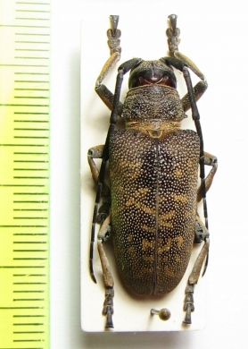 Titoceres jaspideus  Malawi - INSECTS-STORE.RU