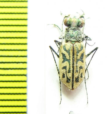Habrodera ovas, male  Madagascar - INSECTS-STORE.RU