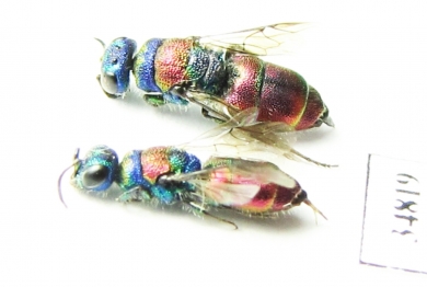 Chrysididae sp.  Russia, Moscow reg. - INSECTS-STORE.RU