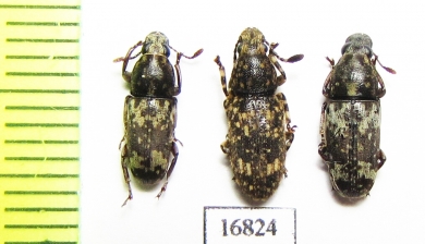 Anthribidae sp.  Indonesia, Tanimbar isls. - INSECTS-STORE.RU
