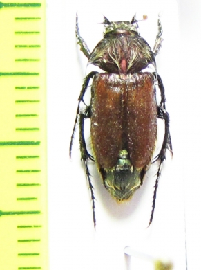 Eulasia eiselti  Turkey - INSECTS-STORE.RU