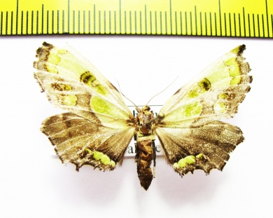Mittonia hampsoni  Zambia - INSECTS-STORE.RU