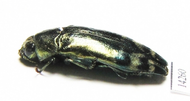 Coraebus florentinus  France - INSECTS-STORE.RU