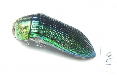 Buprestidae sp.  South Africa Rep. - INSECTS-STORE.RU