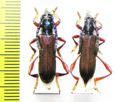Ipothalia cambodgensis  Vietnam - INSECTS-STORE.RU