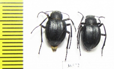 Lasiostola laticollis  Uzbekistan - INSECTS-STORE.RU