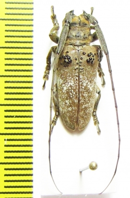 Cerambycidae sp.  Brasilia - INSECTS-STORE.RU