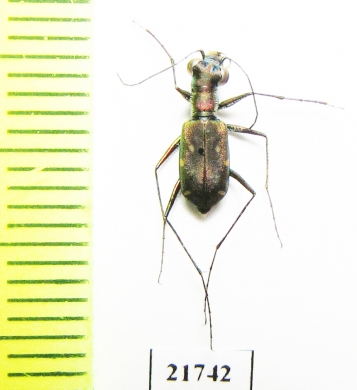 Cicindelinae sp.  Myanmar - INSECTS-STORE.RU
