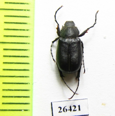 Hemictenius comatus, male  Tajikistan - INSECTS-STORE.RU