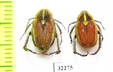 Hopliini sp.  South Africa Rep. - INSECTS-STORE.RU