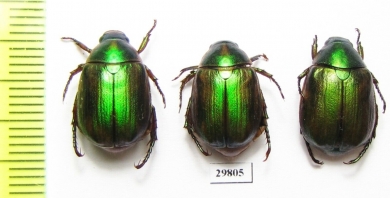 Anomala vitis  Italy - INSECTS-STORE.RU