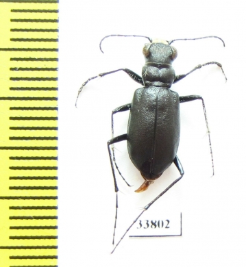 Cicindela nebraskana x C.longilabris laurentii (hybrid) USA - INSECTS-STORE.RU