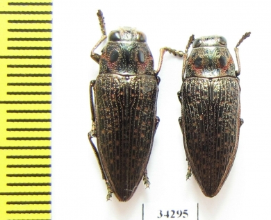 Lampetis sp.  Ethiopia - INSECTS-STORE.RU