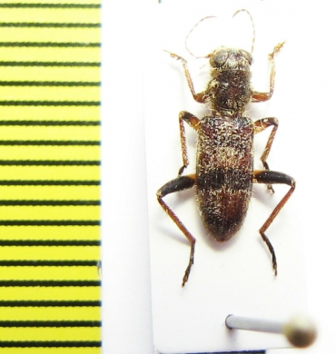 Cleridae sp. Indonesia, Sulawesi - INSECTS-STORE.RU