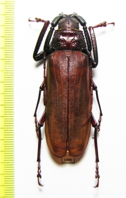 Prioninae sp.  Thailand - INSECTS-STORE.RU