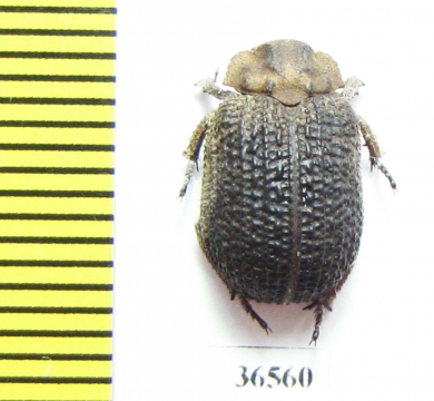 Trogidae sp.  Namibia - INSECTS-STORE.RU