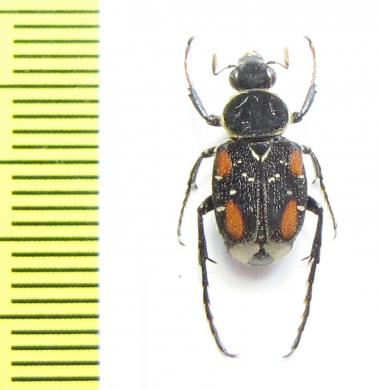 Paratrichius sp.  Laos - INSECTS-STORE.RU
